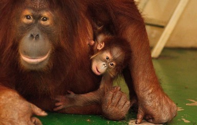 В Харькове впервые показали новорожденного орангутана