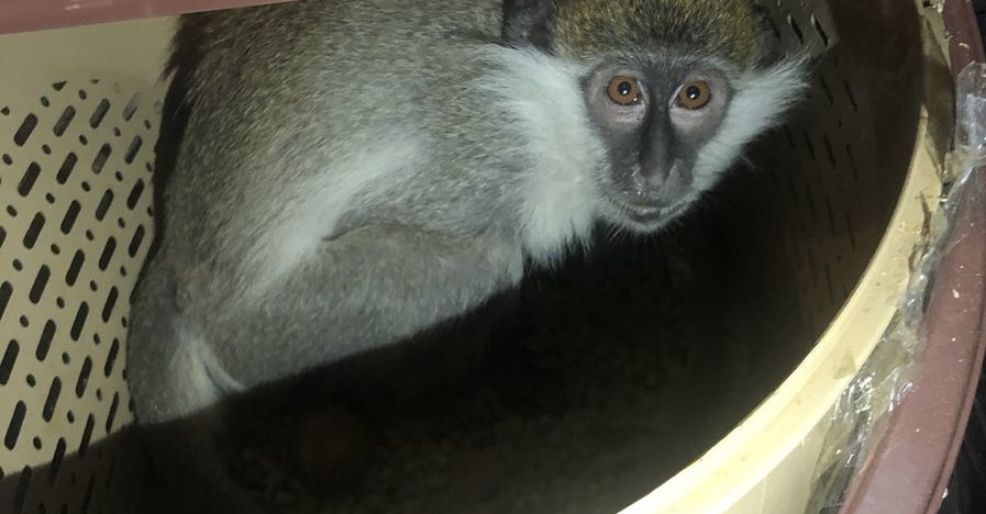 Пограничники спасли экзотических обезьян, которых пытались незаконно вывезти в Россию
