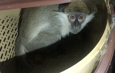 Пограничники спасли экзотических обезьян, которых пытались незаконно вывезти в Россию
