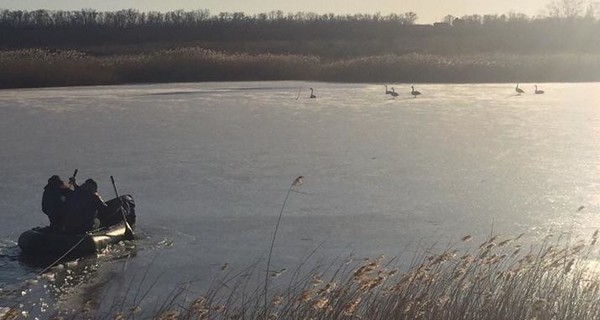 В Украине стартовал сезон спасения лебедей из ледяного плена