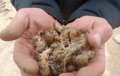 После шторма на берег Азовского моря выбросило сотни раков