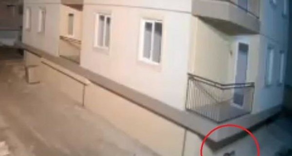 Землетрясение в Албании первой почувствовала кошка