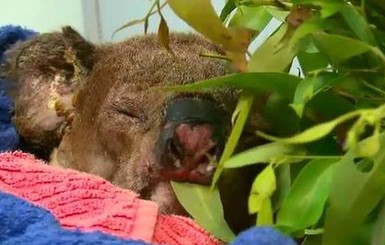 Умерла коала, которую австралийка спасла из пылающего леса