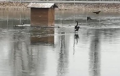 Ради комфорта лебедя Гриши в Кременчуге разбивали лед на озере