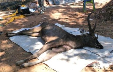 В Таиланде погиб олень, в желудке которого нашли 7 килограммов мусора