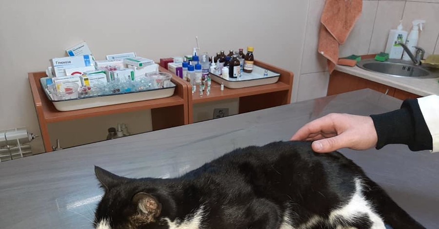 В Харькове собака спасла кота от гибели