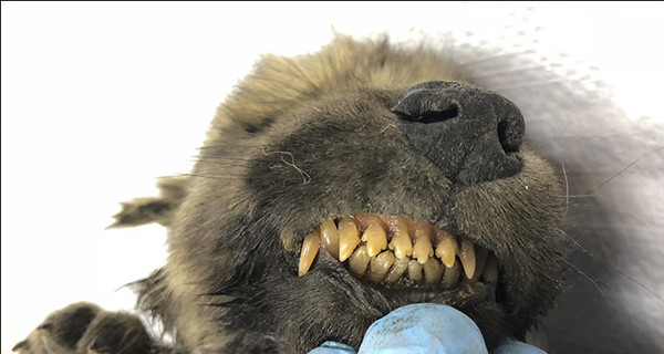 В Сибири нашли останки щенка, которому 18 тысяч лет 
