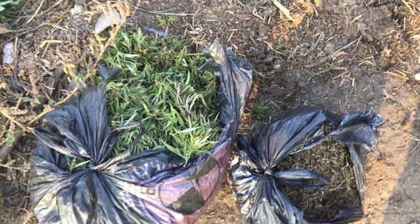 На Одесщине мужчина собрал урожай конопли на кладбище. Теперь ему грозит тюрьма