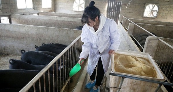 В Китае отчаявшийся отец предложил от 300 свиней тому, кто женится на его дочери