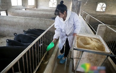 В Китае отчаявшийся отец предложил от 300 свиней тому, кто женится на его дочери
