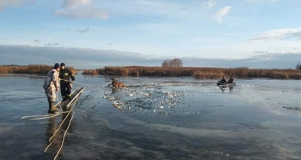 В Киевской области из-подо льда спасли застрявшего оленя