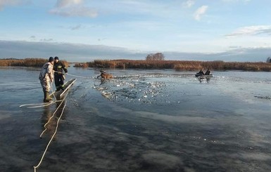 В Киевской области из-подо льда спасли застрявшего оленя
