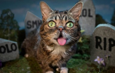 Умерла кошка Лил Баб, которая прославилась из-за высунутого языка