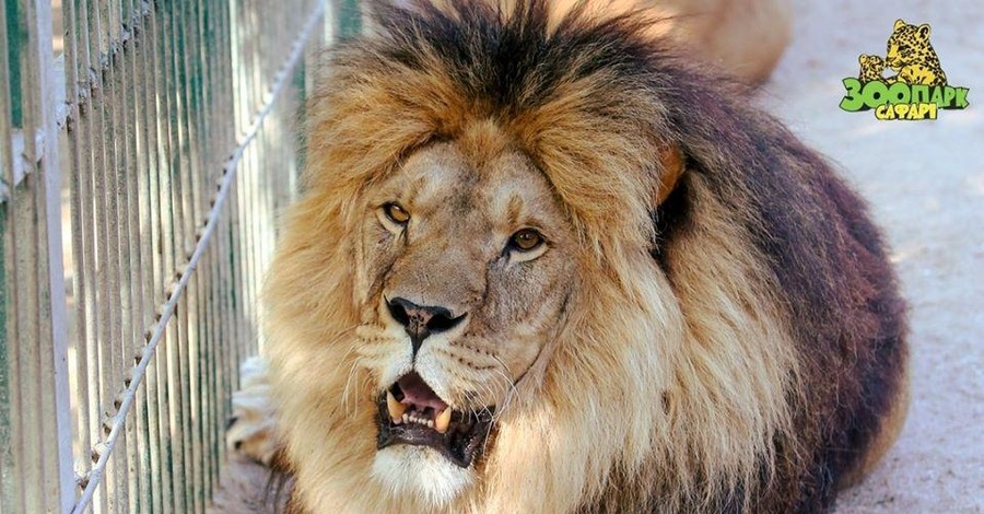 Бердянский зоопарк передал ЮАР 5 львов