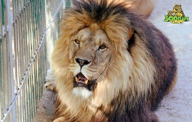 Бердянский зоопарк передал ЮАР 5 львов