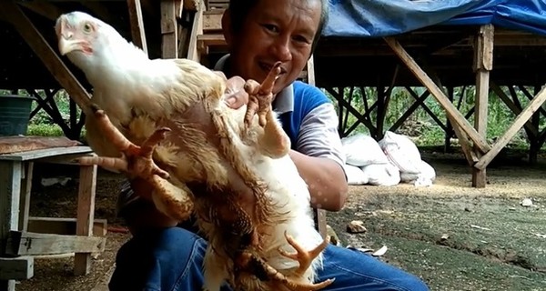 В Индонезии нашли курицу-мутанта с четырьмя лапами