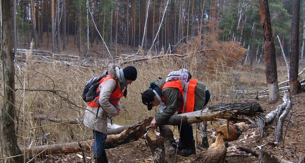 Харьковские бобры мигрируют в поисках лучшей жизни