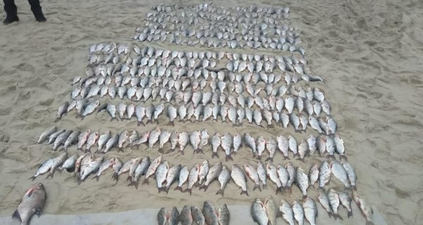 На Черкащине сотрудник рыбоохранного патруля незаконно выловил 600 кг рыбы