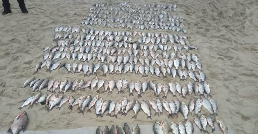 На Черкащине сотрудник рыбоохранного патруля незаконно выловил 600 кг рыбы