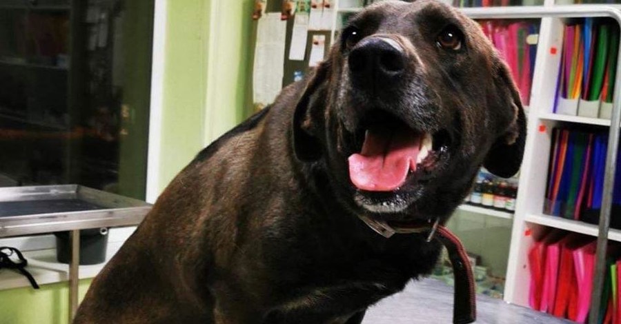 В Днепре волонтеры спасли собаку, в которую хозяин стрелял ради развлечения