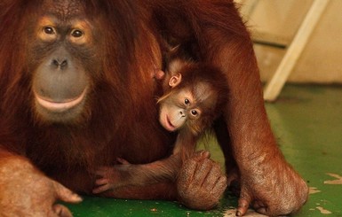 В Харькове новорожденного орангутана назвали в честь звезды 