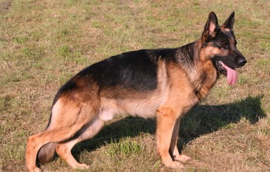 Названы самые популярные породы собак в Украине