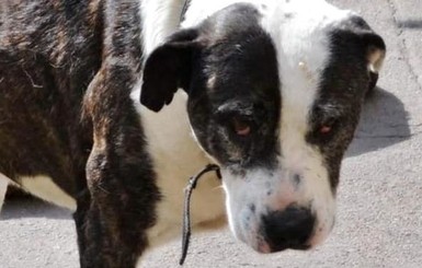В Днепре 10-летний мальчик спас жизнь собаке с оторванной лапой 