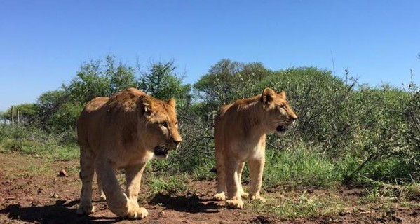 Львята из бердянского зоопарка благополучно прибыли в ЮАР
