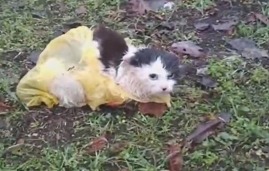 В Никополе прохожие спасли кота, которого неизвестные связали пакетами и бросили умирать
