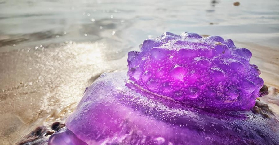 В Австралии на пляж выбросило редкую фиолетовую медузу