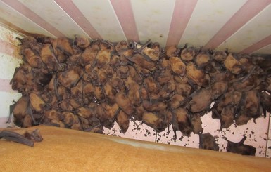 На львовском балконе обнаружили 1700 летучих мышей 