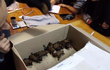 В Харькове откармливают летучих мышей из роддома в Славянске