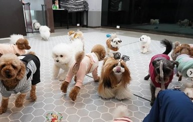 В Южной Корее появились детские сады для щенков 