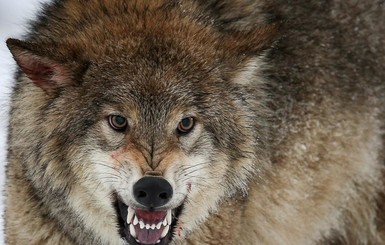 Волки вернулись в Европу и начали нападать на домашних животных