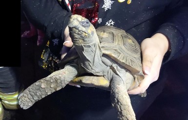 В Великобритании 45-летняя черепаха устроила пожар