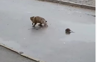 На улицах Львова крыса нападала на мужчину и кота