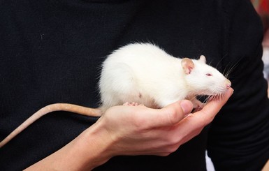 Харьковские зоологи развеяли мифы о символе года и рассказали, можно ли угощать крыс оливье