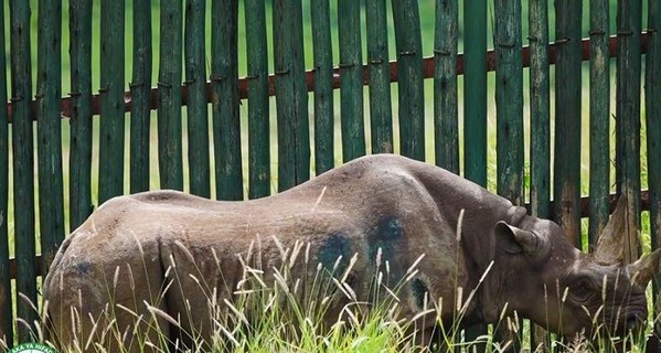 В Танзании умерла старейшая в мире самка носорога
