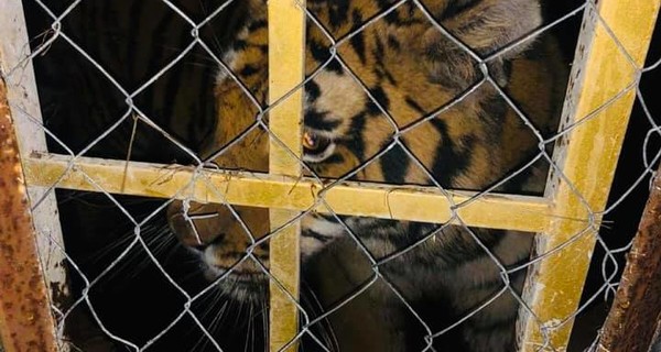 В заброшенном киевском клубе обнаружили шесть тигров в ужасных условиях