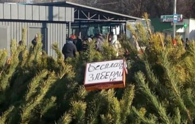 В Днепре перед Новым годом бесплатно раздавали елки
