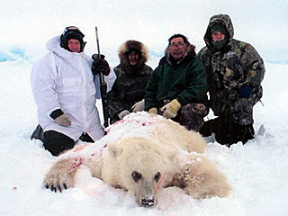 Первого за 20 лет белого медведя убили в Исландии [ФОТО] 