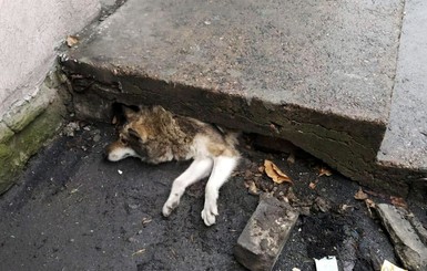 В новом году на Днепропетровщине спасли от голодной смерти глупого пса