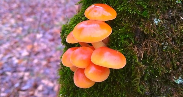 На Новый год в лесу Днепра выросли грибы