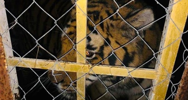 Владелец найденных в Киеве шести тигров готов отдать их в хорошие руки