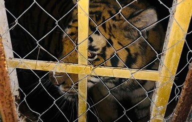 Владелец найденных в Киеве шести тигров готов отдать их в хорошие руки