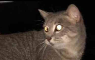 Кошку, пропавшую во время урагана, нашли спустя два года