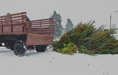 Из Одессы вывезли 140 грузовиков с выброшенными елками