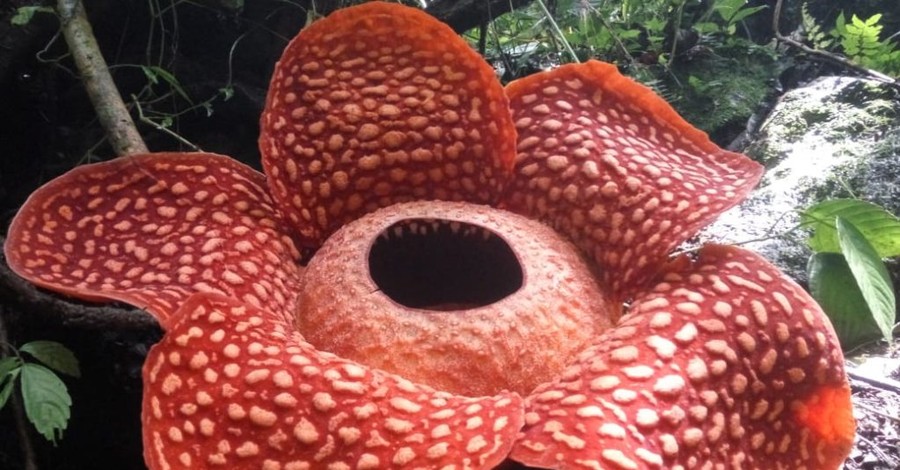 В Индонезии нашли цветок диаметром 111 сантиметров