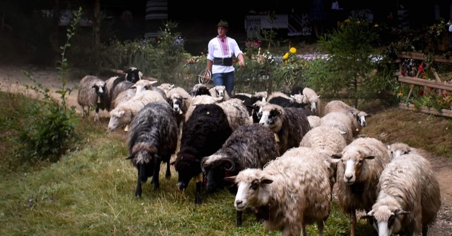 Гуцульскую овечью брынзу приравняли к рокфору и пармезану