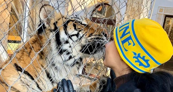 Тигров из заброшенного клуба в Киеве разобрали частные зоопарки